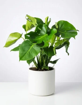 Pianta Monstera