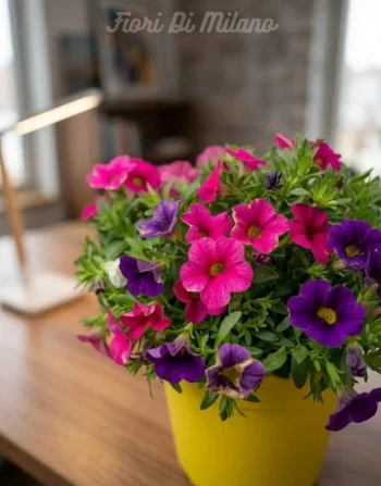 Pianta Petunia (1)