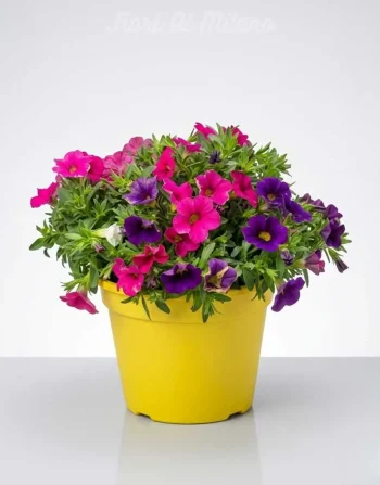 Pianta Petunia