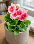Pianta Primrose (2)