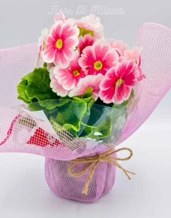 Pianta Primrose