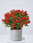 Pianta Skimmia Grande