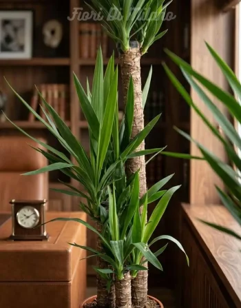 Pianta Yucca (1)
