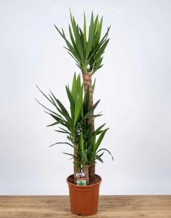 Pianta Yucca