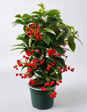 Pianta ardeisa