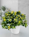 Pianta azalea bianca (1)