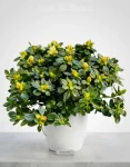 Pianta azalea bianca (1)