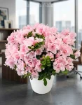 Pianta azalea rosa (2)