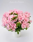 Pianta azalea rosa