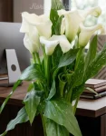 Pianta calla (2)