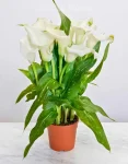 Pianta calla (2)