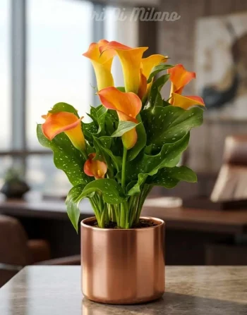 Pianta calla Arancione (1)