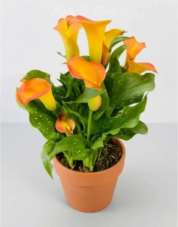 Pianta calla Arancione