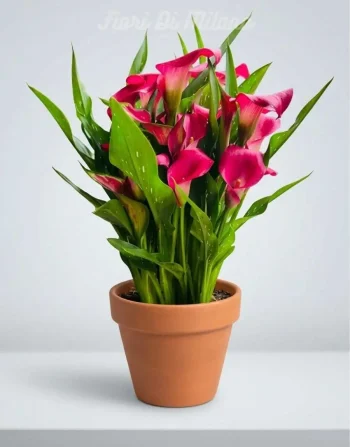 Pianta calla grande (1)