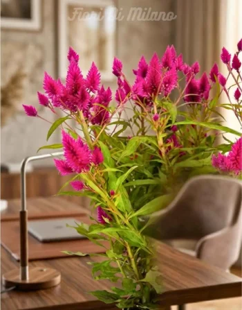 Pianta celosia (2)