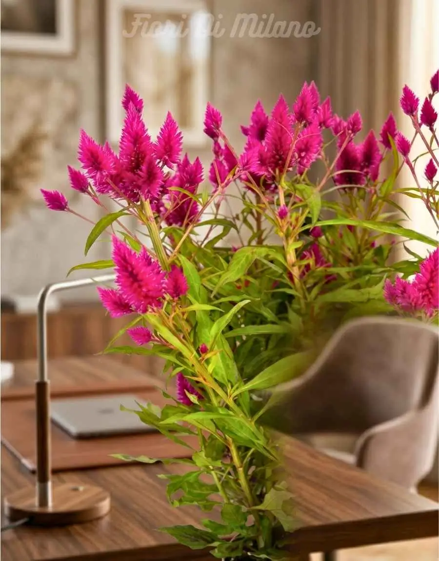 Pianta celosia (1) Pianta celosia (2)