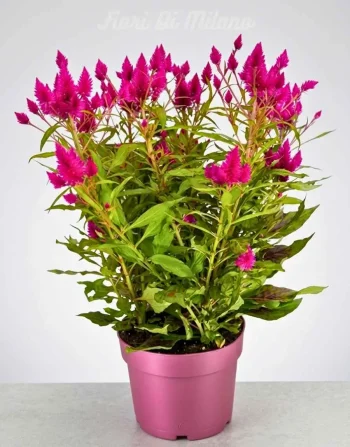 Pianta celosia