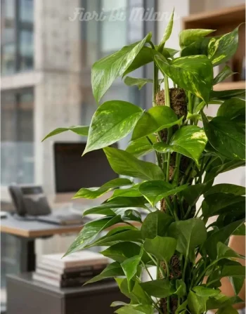 Pianta di POTHOS Potos rampicante (2)