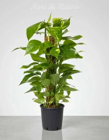 Pianta di POTHOS Potos rampicante