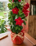 Pianta dipladenia rosso (2)