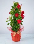 Pianta dipladenia rosso (2)