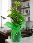 Pothos (2)