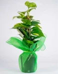 Pothos (2)