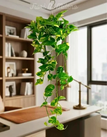 Pothos Piante (2)