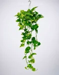Pothos Piante