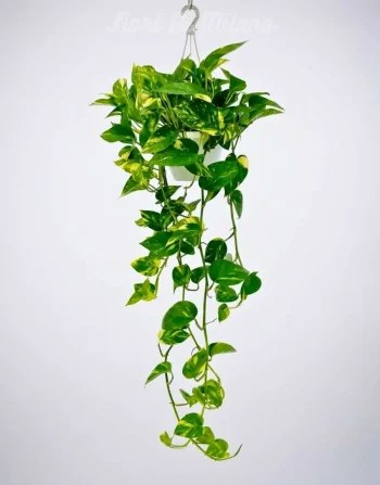 Pothos Piante
