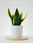 Sanseveria piccola (2)
