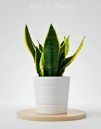 Sanseveria piccola