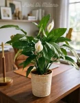Spathiphyllum (2)
