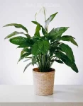 Spathiphyllum