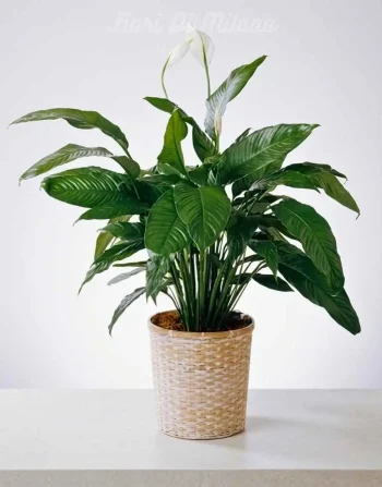 Spathiphyllum