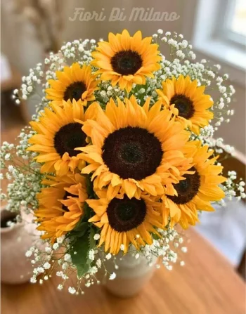 Sunshine (1)
