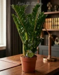 Zamia (2)