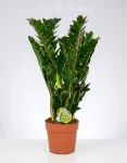 Zamia
