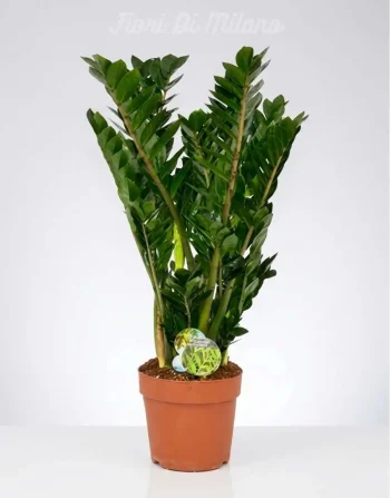 Zamia