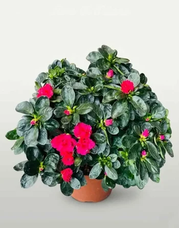 azalea rosso