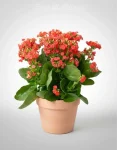 kalanchoe medio