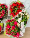 pianta begonia (1)