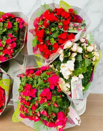 pianta begonia (1)