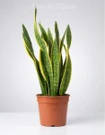 pianta sanseveria grande