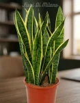 sansevieria grande (2)