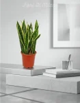 sansevieria grande (2)